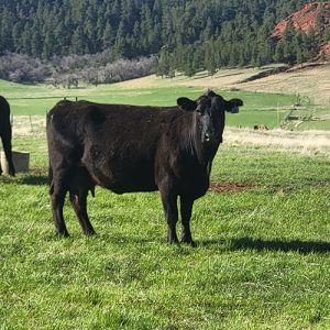Beef Test