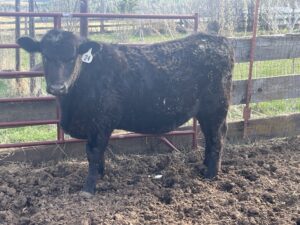Angus steer born 5/1/2023